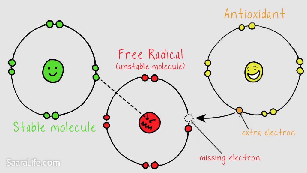 Free radicals vs antioxidants